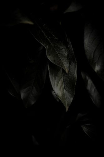 Une ambiance mystérieuse parmi les feuilles dans la région de la Veluwe, aux Pays-Bas