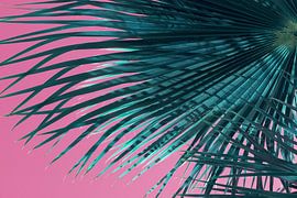 Palm fronds and pink sky, summer on the beach by Adriana Mueller