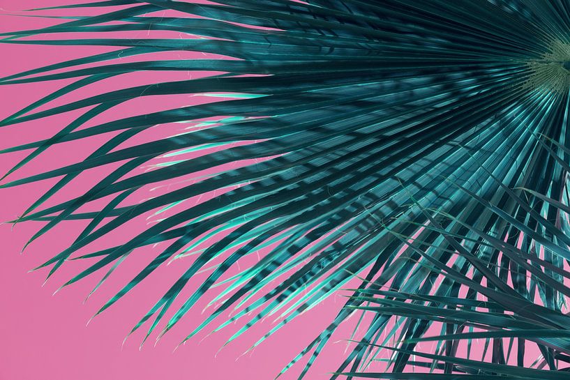 Palmwedel und pinker Himmel, Sommer am Strand von Adriana Mueller