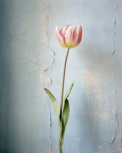 Rosa Tulpe im Wabi-Sabi-Stil