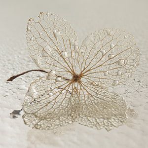 Ein Hortensienblatt mit Wassertropfen