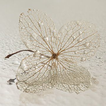 A hydrangea leaf with water droplets by Marjolijn van den Berg