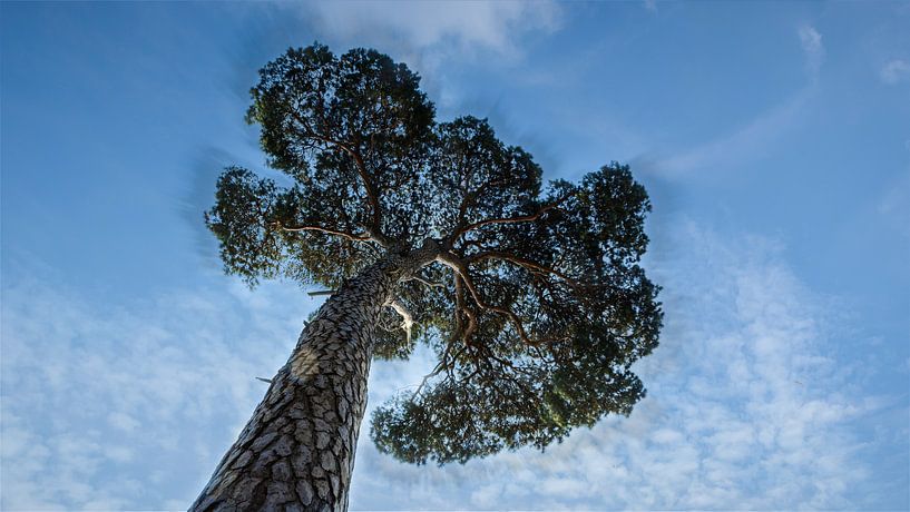 Nadelbaum bei Oisterwijkse vennen. von PvdH Fotografie