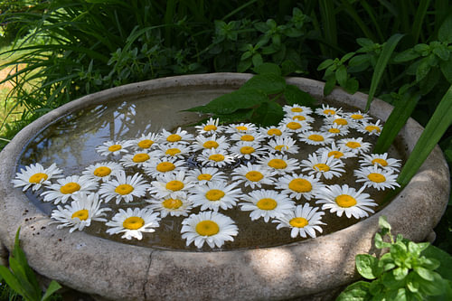 Madeliefjes in de tuin in de zomer