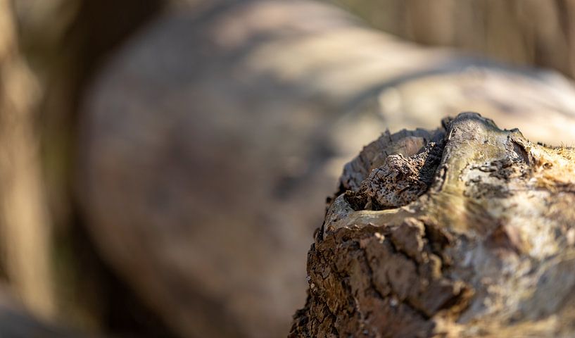 Knot in the morning light by Percy's fotografie