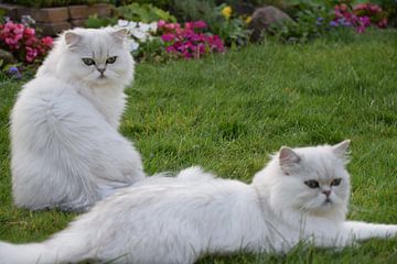 Zwei Katzen auf dem Rasen