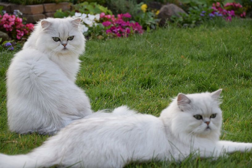 Zwei Katzen auf dem Rasen von Petra van Engelenburcht