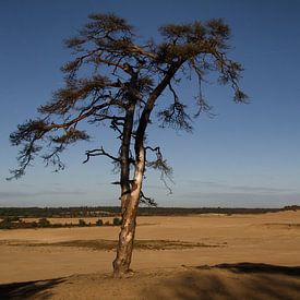 Lonely Tree van José Verstegen
