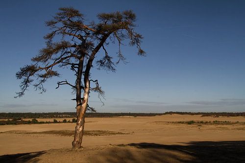 Lonely Tree van José Verstegen