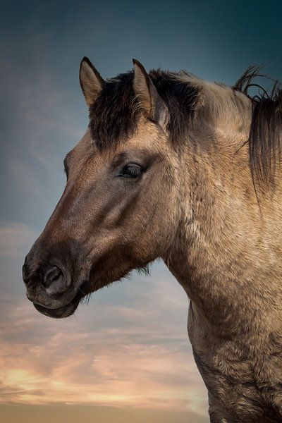 Pferd: Portrait Konik Pferd von Marjolein van Middelkoop