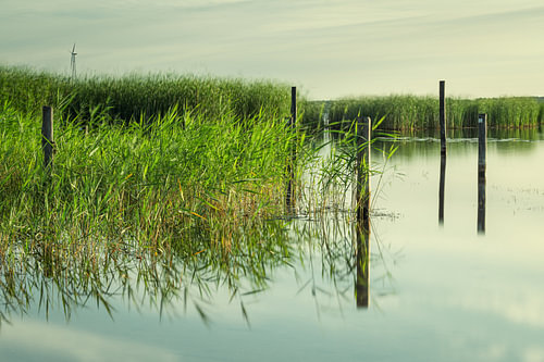 Riet in het meer