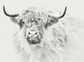 Scottish highlander highkey by Maickel Dedeken thumbnail