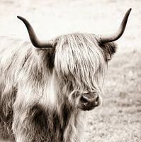 Schotse Hooglander