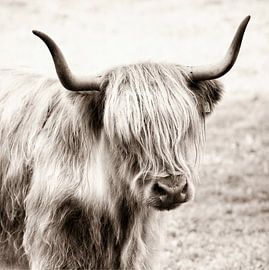 Highlander écossais sur Kurt Schraepen