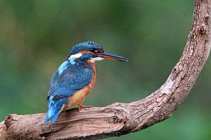 Eisvogel