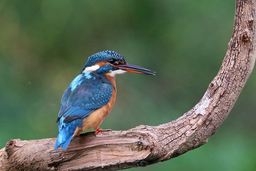 ijsvogel van Antwan Janssen