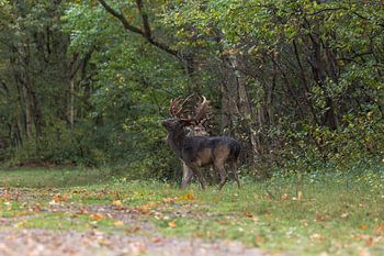 Eigenwijs en onverslagen