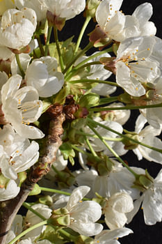 Summer cherry blossom