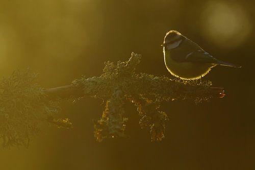 blue tit in the sun