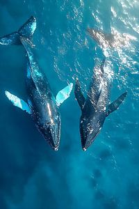 Buckelwale / Wale im Meer