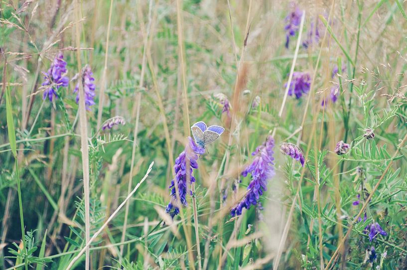 Violetter Schmetterling im Blumenfeld von Jolien Steuperaert