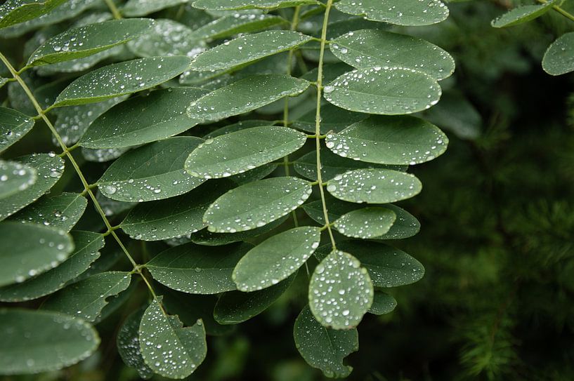The Rain, 2019 by Anna den Broeder
