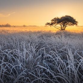 Winterse zonsopgang. van Marco Lok