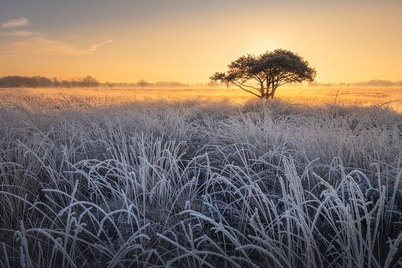 Winterlicher Sonnenaufgang. von Marco Lok