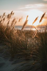 Gräser am Sandstrand V1