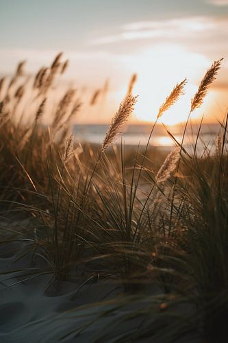 Grasses on the sandy beach V1