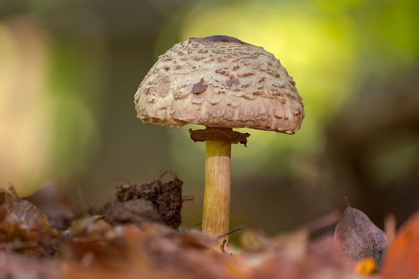 Parasol mushroom growing on the ground of deciduous forest in autumn by Mario Plechaty Photography