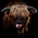 Giant Bull van Comitis Photography & Retouch thumbnail
