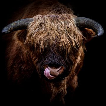 Giant Bull by Comitis Photography & Retouch