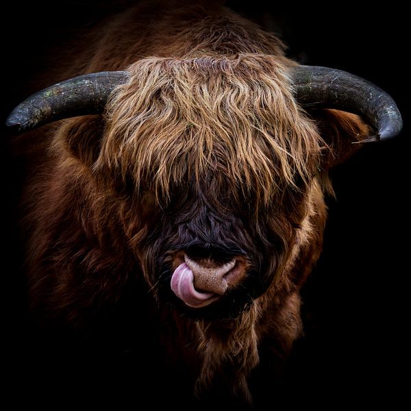 Giant Bull van Comitis Photography & Retouch