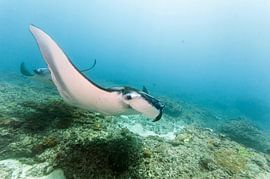 Reuzen manta von Dray van Beeck