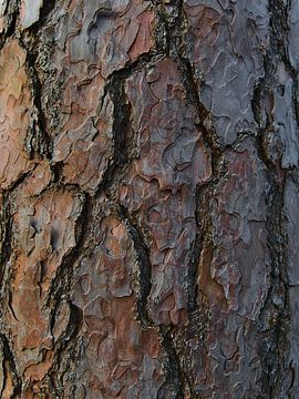 Close up van de dikke bruine schors van een oude pijnboom van Timon Schneider