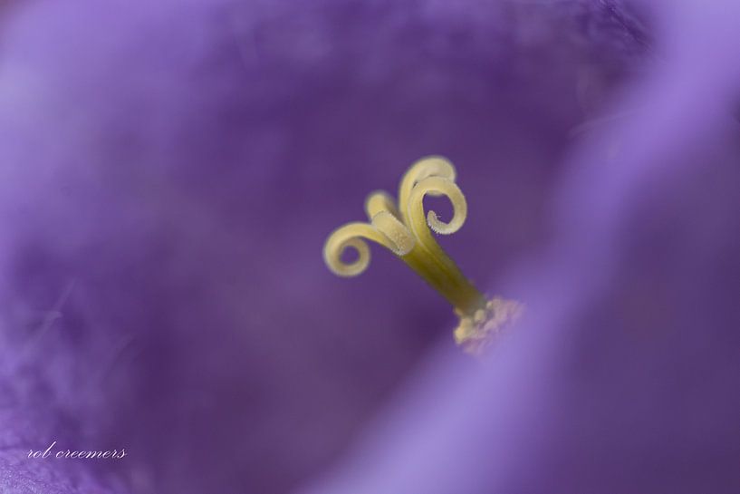 the crown by rob creemers