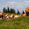 Roodbonte koeien in de Oostenrijkse Alpenweide van Jani Moerlands