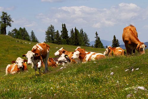 Roodbonte koeien in de Oostenrijkse Alpenweide