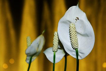 witte bloemen uit latijns america van Gerrit Neuteboom