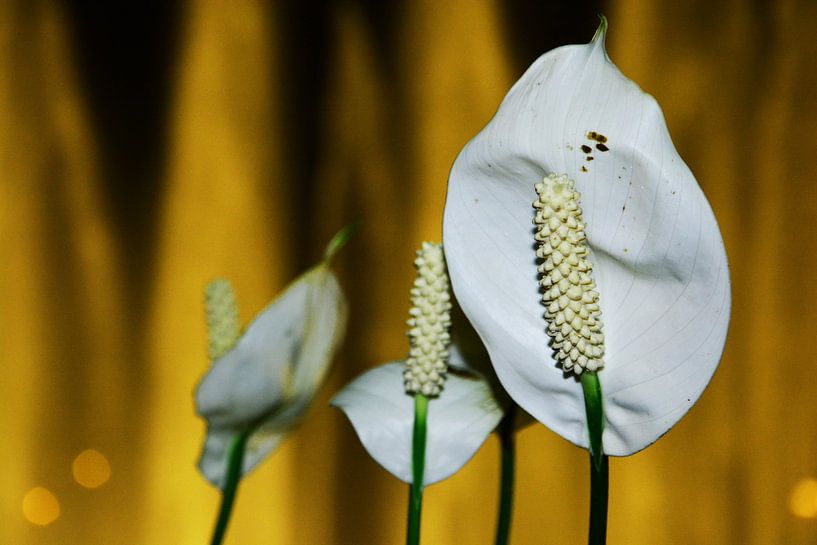 witte bloemen uit latijns america von Gerrit Neuteboom