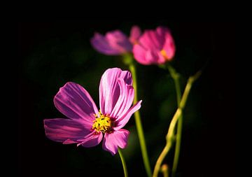 Trois fleurs sur erikaktus gurun