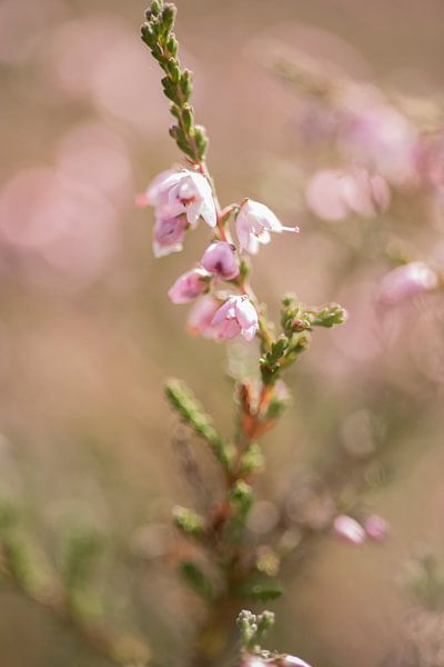 Heidebloem by Marianne Rouwendal