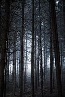 Forêt brumeuse