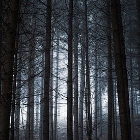 Nebliger Wald von Anna Davis