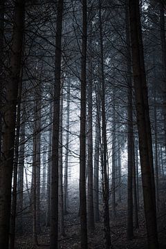 Nebliger Wald von Anna Davis
