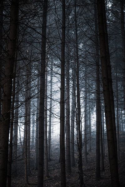 Forêt brumeuse par Anna Davis