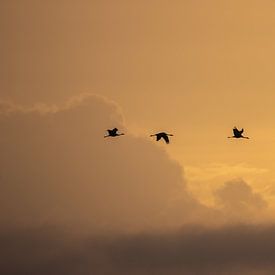 Kraanvogels in de ochtendzon van Petra van der Zande