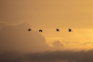 Kraanvogels in de ochtendzon van Petra van der Zande