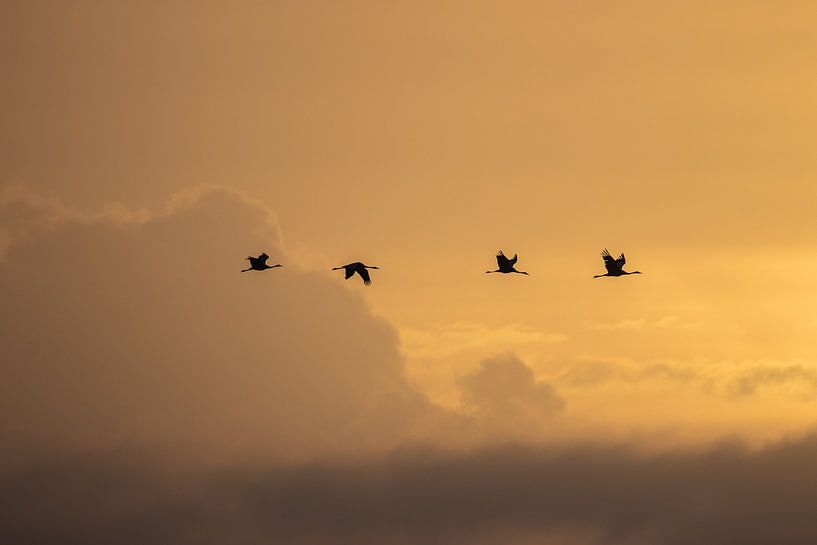 Cranes in the morning sun by Petra van der Zande